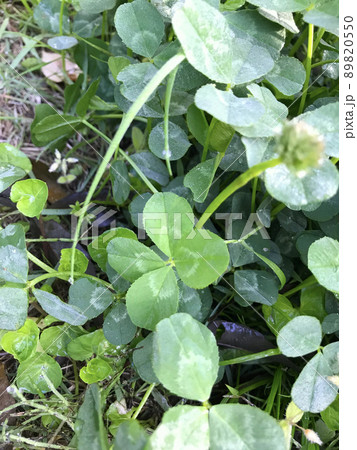 朝露と四葉のクローバー 89820550