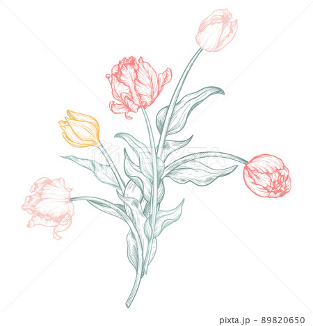 Beautiful hand drawn vector composition with tulip flowers Beautiful hand drawn vector composition with tulip flowers 89820650