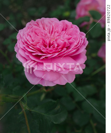 Flowers plant growing in garden. 89820722