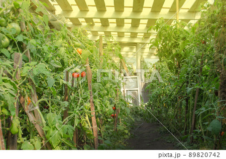 Field with green tomatoes. Field with green tomatoes. 89820742