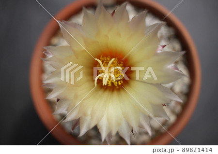 サボテン スーパー兜 サボテンの花 サボテン スーパー兜 サボテンの花 89821414