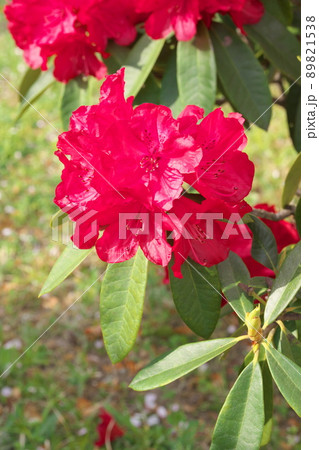 シャクナゲの赤花【緑背景】 89821538