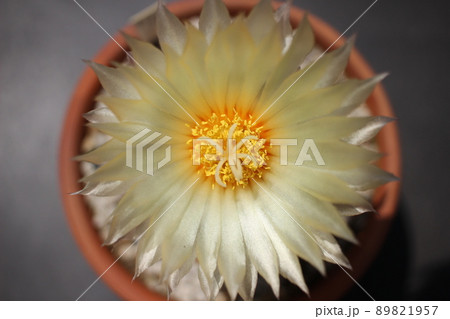 サボテン　ランポー玉　サボテンの花 89821957