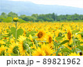 夏のひまわり畑 89821962