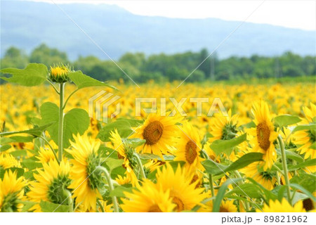 夏のひまわり畑 89821962
