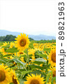 夏のひまわり畑 89821963