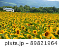 夏のひまわり畑 89821964