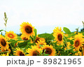 夏のひまわり畑 89821965