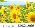 夏のひまわり畑 89821966