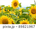 夏のひまわり畑 89821967