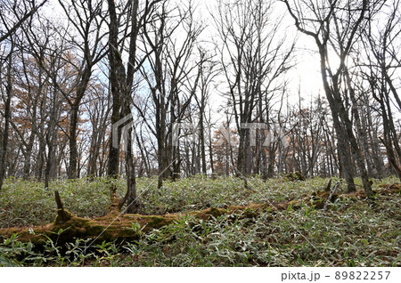 秋の日光の戦場ヶ原の風景 89822257