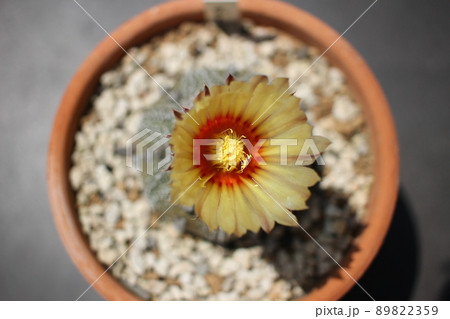 サボテン　兜丸　サボテンの花 89822359