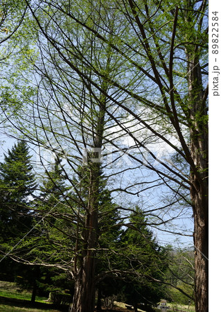 春の森林公園ふれあいの森 春の森林公園ふれあいの森 89822584