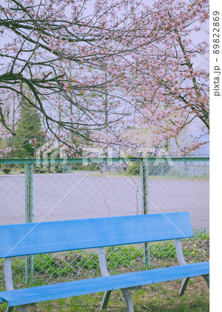 桜の下のベンチ 桜の下のベンチ 89822869