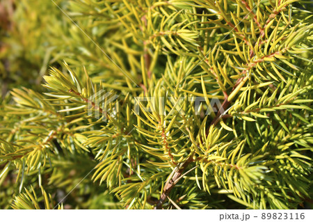 Shore Juniper All Gold Shore Juniper All Gold 89823116