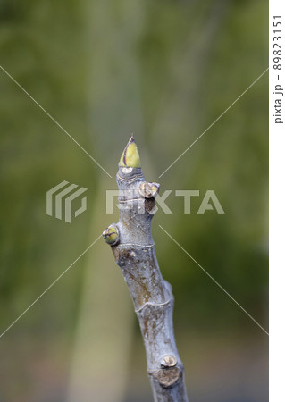 Fig Tree Brogiotto Nero Fig Tree Brogiotto Nero 89823151