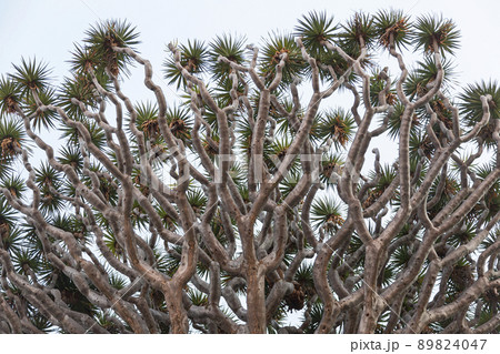 details of the Dragon's Blood Tree details of the Dragon's Blood Tree 89824047