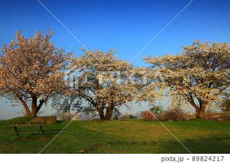 岩手県北上市 青空と満開の桜 岩手県北上市 青空と満開の桜 89824217