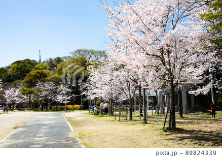 比治山公園の御便殿広場です。桜が満開でお花見の頃です。明るい雰囲気をどうぞ。広島県 89824339