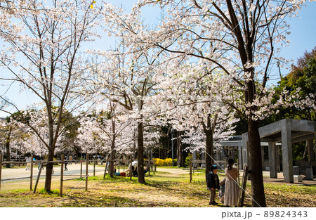 比治山公園の御便殿広場です。桜が満開でお花見の頃です。明るい雰囲気をどうぞ。広島県 89824343