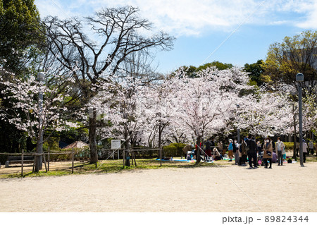 比治山公園の御便殿広場です。桜が満開でお花見の頃です。明るい雰囲気をどうぞ。広島県 比治山公園の御便殿広場です。桜が満開でお花見の頃です。明るい雰囲気をどうぞ。広島県 89824344