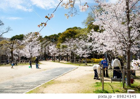 比治山公園の御便殿広場です。桜が満開でお花見の頃です。明るい雰囲気をどうぞ。広島県 比治山公園の御便殿広場です。桜が満開でお花見の頃です。明るい雰囲気をどうぞ。広島県 89824345