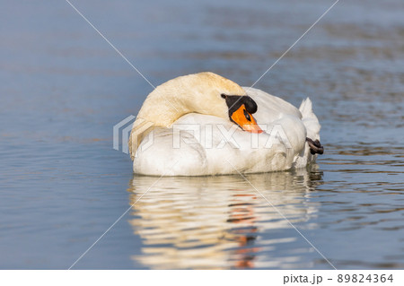 Mute Swan swimming on the lake Balaton in Hungary 89824364