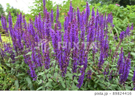 夏の北海道　ガーデン街道　風のガーデン 89824416