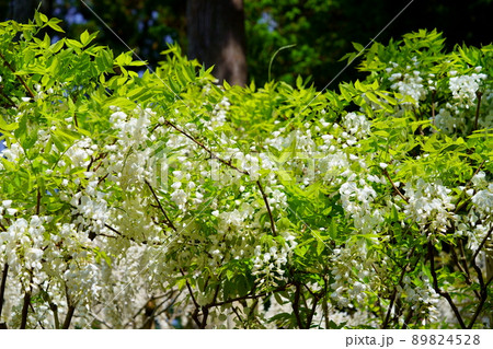 奈良春日大社萬葉植物園の藤の花 89824528