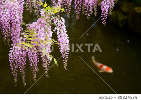 奈良春日大社萬葉植物園の藤の花・池の鯉 奈良春日大社萬葉植物園の藤の花・池の鯉 89824538