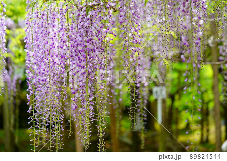 奈良春日大社萬葉植物園の藤の花 89824544