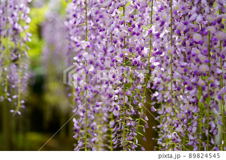 奈良春日大社萬葉植物園の藤の花 89824545