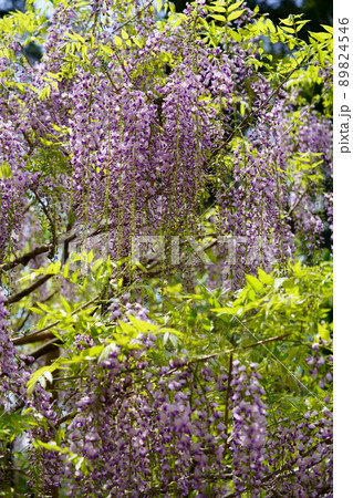 奈良春日大社萬葉植物園の藤の花 奈良春日大社萬葉植物園の藤の花 89824546