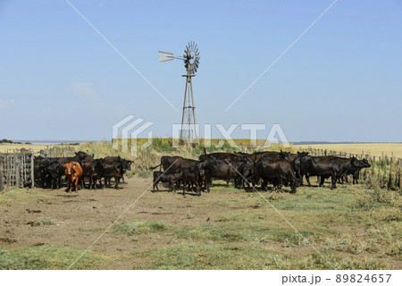 Cows raised with natural grass, Argentine meat production Cows raised with natural grass, Argentine meat production 89824657