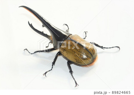 ヘラクレスオオカブトのヘラクレスヘラクレス 白背景 ヘラクレスオオカブトのヘラクレスヘラクレス 白背景 89824665