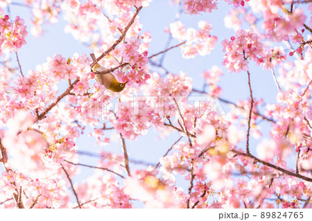 河津桜とメジロ 89824765