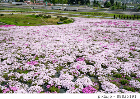 新潟県魚沼市・根小屋花と緑と雪の里の芝桜 89825191