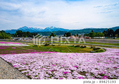 新潟県魚沼市・根小屋花と緑と雪の里の芝桜 89825193