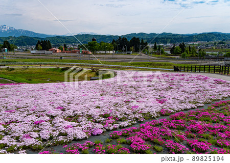 新潟県魚沼市・根小屋花と緑と雪の里の芝桜 89825194