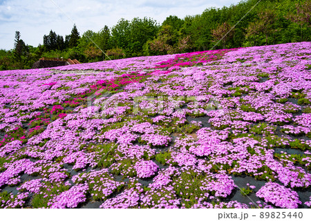 新潟県魚沼市・根小屋花と緑と雪の里の芝桜 89825440
