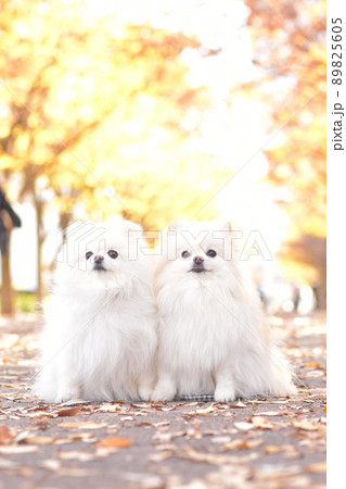 可愛い白いポメラニアンと紅葉 可愛い白いポメラニアンと紅葉 89825605