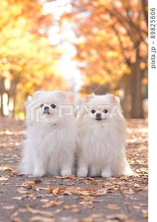 可愛い白いポメラニアンと紅葉 89825606