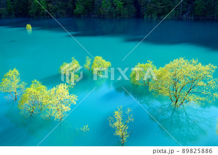 早春の絶景　秋扇湖の水没林　秋田県 89825886