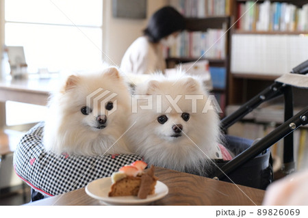 ドッグカフェの可愛い白いポメラニアン ドッグカフェの可愛い白いポメラニアン 89826069