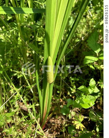 ショウブ 89826155