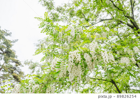 ニセアカシアの白い花 89826254