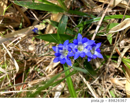 ハルリンドウ 89826367