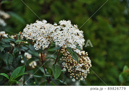 白いトキワガマズミの花(春、三月) 白いトキワガマズミの花(春、三月) 89826779