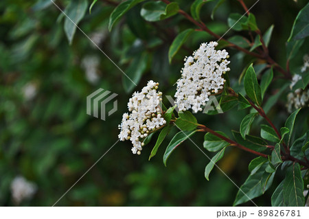 白いトキワガマズミの花(春、三月) 白いトキワガマズミの花(春、三月) 89826781