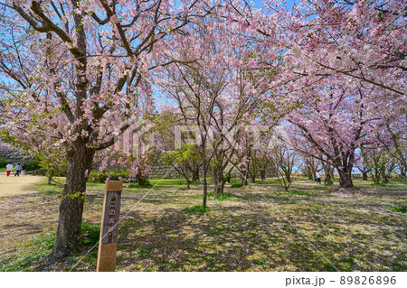 春の香川県丸亀市の丸亀城 二の丸の桜 春の香川県丸亀市の丸亀城 二の丸の桜 89826896